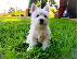 PoulaTo: Όμορφο West Highland Terrier